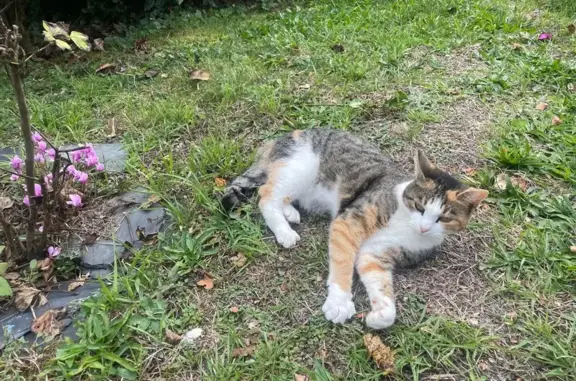 Chat perdu, , photo: Chatte tricolore perdue à Veuillac
