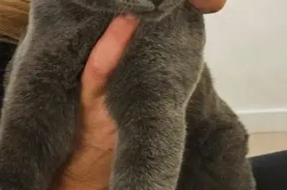 Chat trouvé Biarritz, photo: Chat Chartreux trouvé à Biarritz, quartier Milady