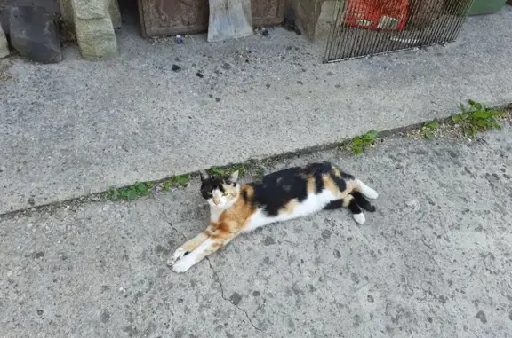 Perdue : Chatte tricolore craintive à Calais - photo