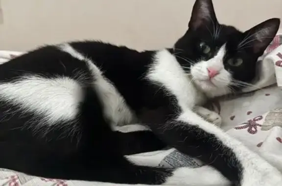 Búsqueda de mascotas, foto: Gatita Blanca y Negra Perdida en Torrejón