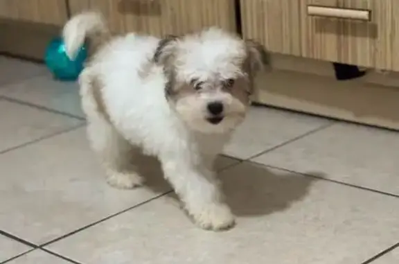 Lost and found pets Miami, photo: Help Find Sarita: Lost Puppy in Miami