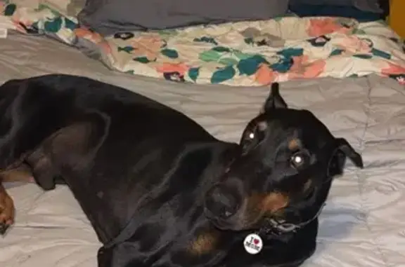 Help Find Spitz: Sweet Doberman Lost!