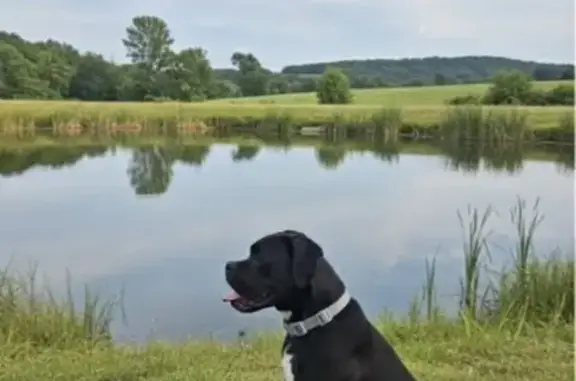 Lost Skittish Boxer: 8-Month Female