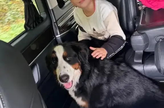 Chien trouvé , photo: Chienne noire trouvée à Saint-Romphaire