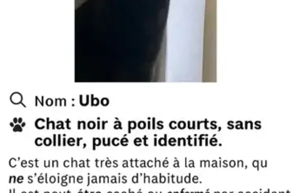 Chat noir perdu à Cholet, répond à Ubo/Bobo - photo