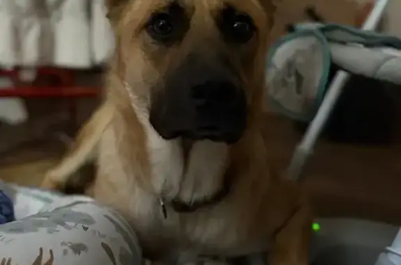 Help Find My Tan, Friendly Lost Dog!