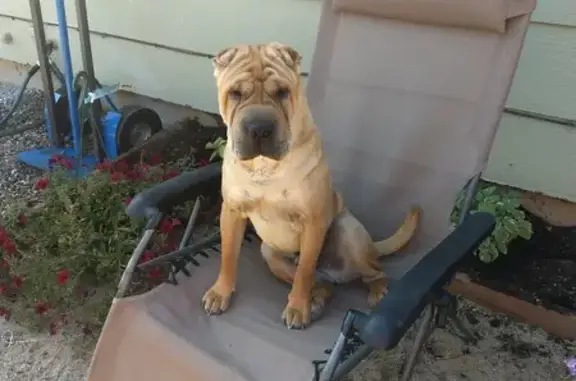 Lost Tan Shar Pei: Carson City Alert