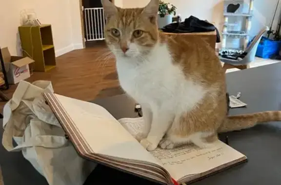 Chat roux et blanc perdu à Sainte-Flaive - photo
