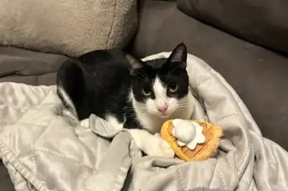 Lost Cat: Black & White Shorthair, Cabot