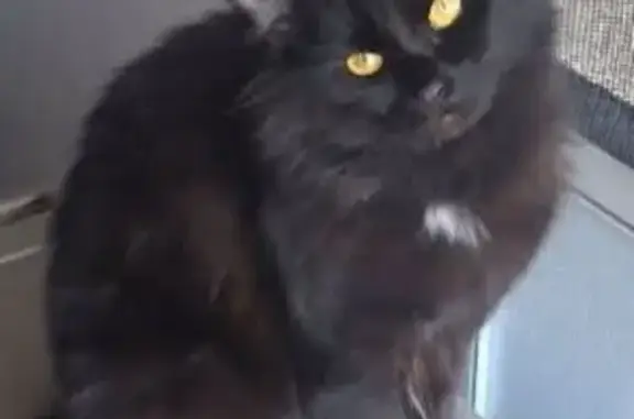 Missing cat Fort Smith, photo: Lost Black Cat: Limping, Microchipped