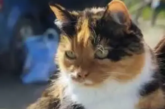 Chatte perdue, écaille de tortue, Côtes-d'Arey - photo