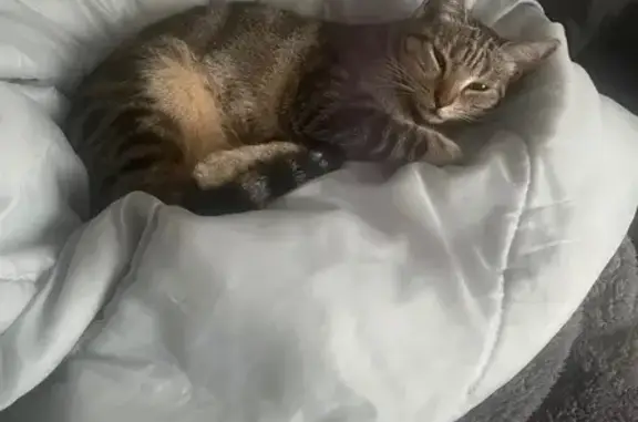 Chatte tigrée perdue à Avizols - photo