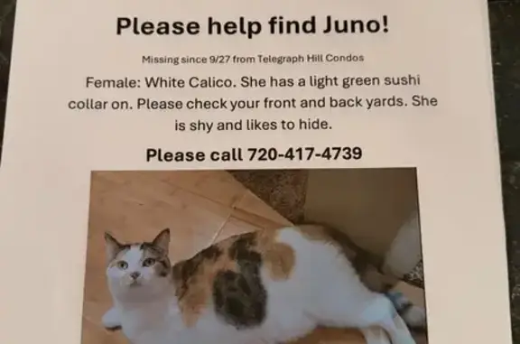 Missing cat Lakewood, photo: Missing Shy Calico Cat in Lakewood