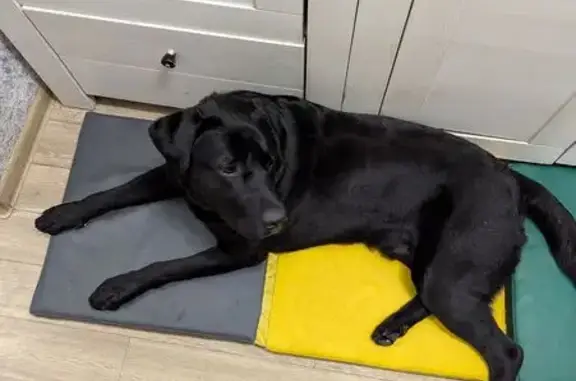 Знайдено собаку , фото: Знайдено чорного лабрадора з білою плямою