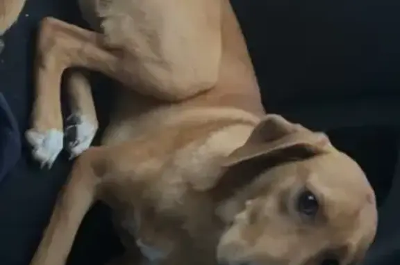 Help Find Mocha: Lost Puppy in Waynesboro