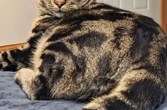 Help Find Our Lost Tabby Near 91st St!