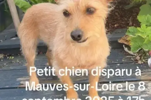 Chien beige perdu à Mauves-sur-Loire - photo