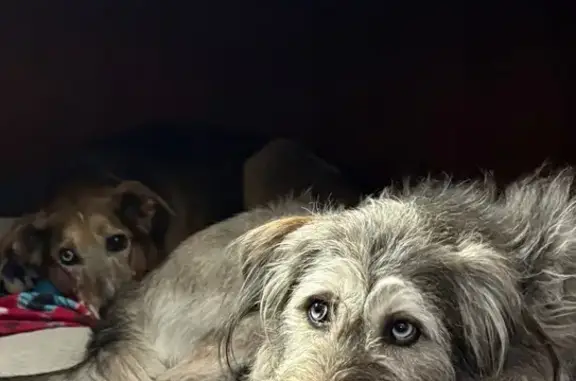 Lost Dogs: Buddha & Chicken in Sugar Tree