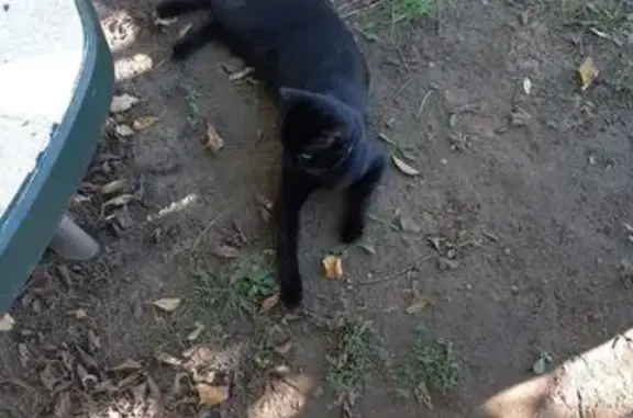 Chat perdu, , photo: Chat noir perdu, collier bleu, Vrigne aux Bois