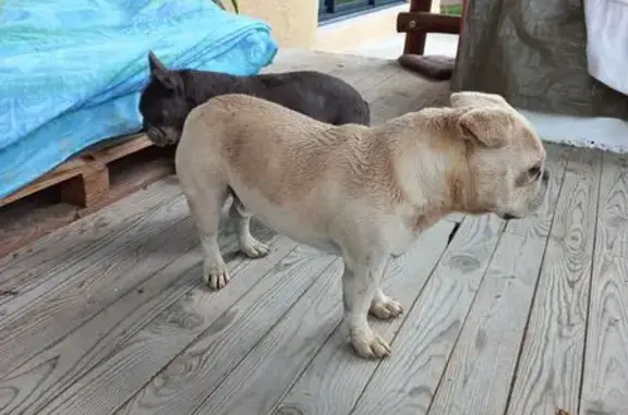 Chien trouvé , photo: Deux bouledogues trouvés à Châtenay