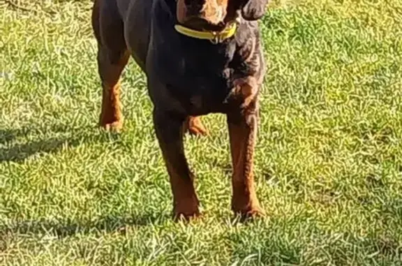 Chien perdu , photo : Chien perdu Basset fauve, gilet fluo, St-Baldoph