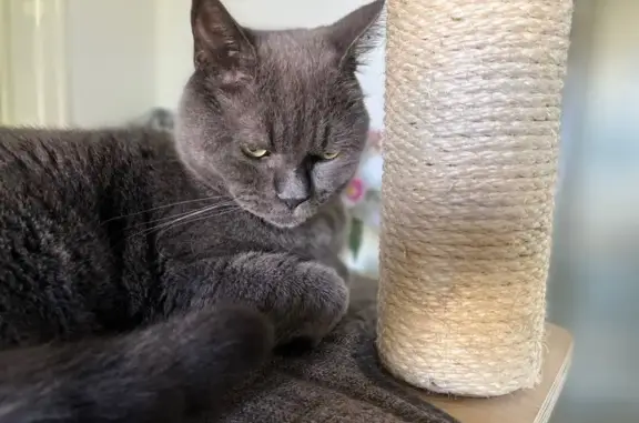 Chat perdu, , photo: Chat gris chartreux perdu à Saumur