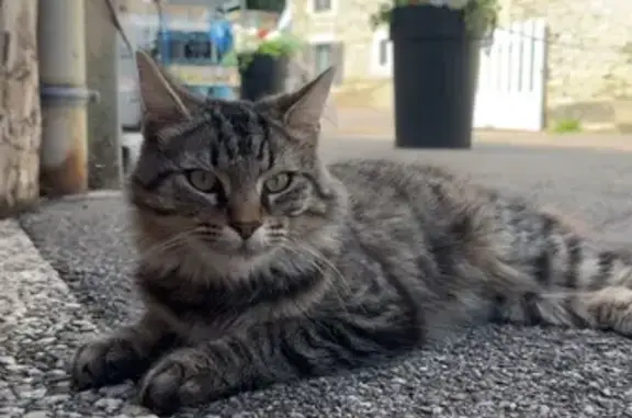 Chat perdu Tigré noir et gris à Donjeux - photo
