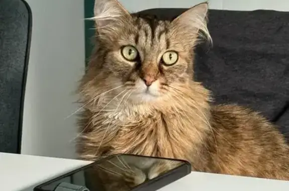 Animaux perdus Gravelines, photo: Chat européen perdu, tigré marron, Gravelines