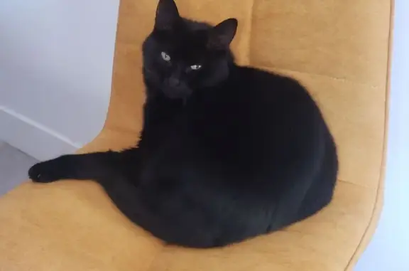 Chat perdu, La Haie-Fouassière, photo: Chat noir craintif perdu à La Haie-Fouassière