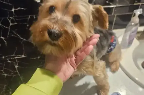 Lost Dog: Blue Collar, Bell, NE Ohio