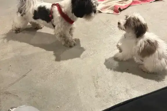 Lost Dog: Friendly, Spotted, Needs Help!