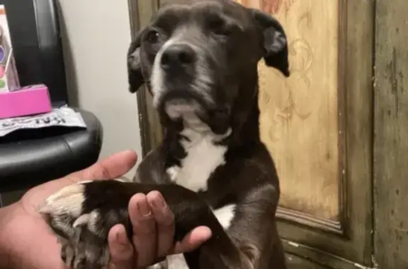 Missing dog Suffolk, photo: Escape Artist Dog Prince Lost in Suffolk