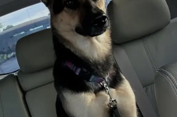 Lost Dog: Black & Tan, Shy, Tucson Area