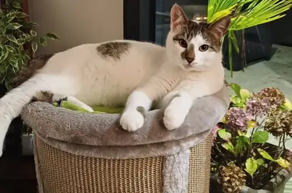 Chat perdu : Zéphyr disparu à Saint-Brieuc - photo