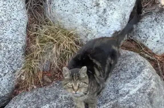 Found cat McCall, photo: Found Cat: Mixed Colors on Sorrel Ct
