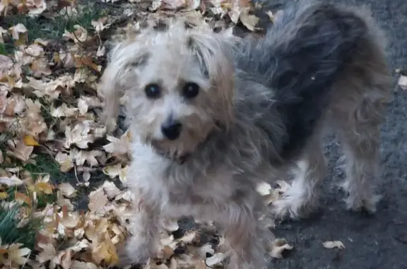 Знайдено собаку Івано-франківськ, фото: Знайдена собака з фіолетовим ошийником