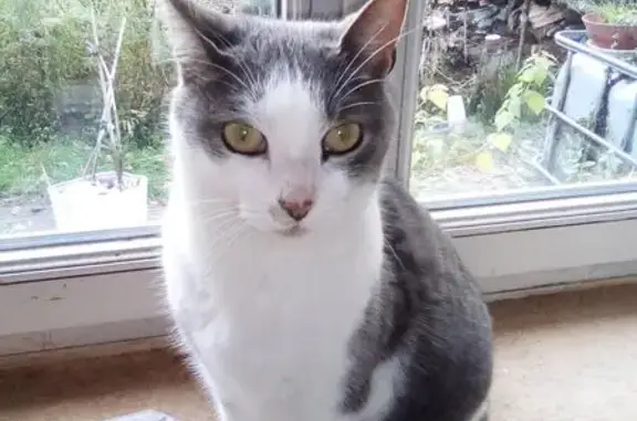 Animaux perdus Pontivy, photo: Perdue : Petite chatte grise à Pontivy