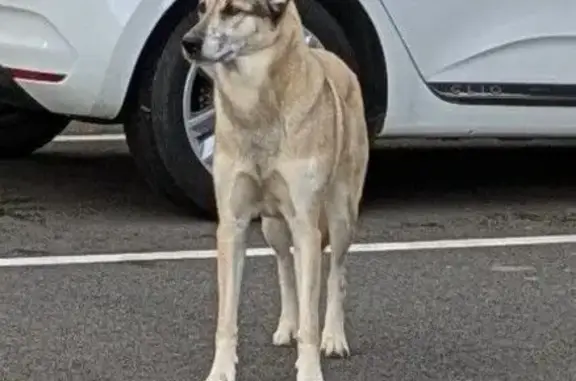 Animaux trouvés Saint-Malo, photo: Chien effrayé sans collier à Saint-Malo