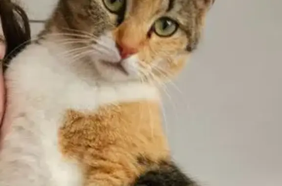 Chatte perdue, peureuse et boulimique - photo