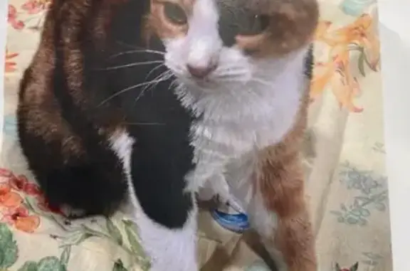 Missing cat , photo: Lost Senior Deaf Calico Cat in Storm