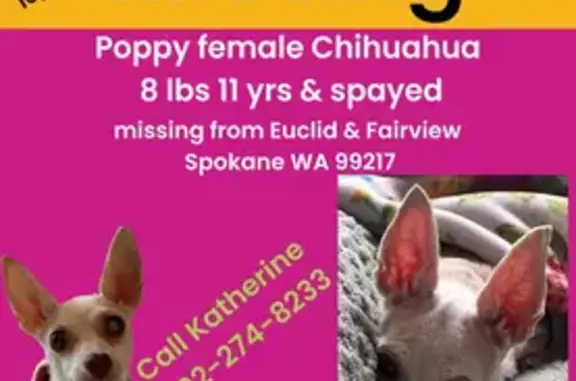 Help Find Poppy: Blind Dog Lost in Spokane