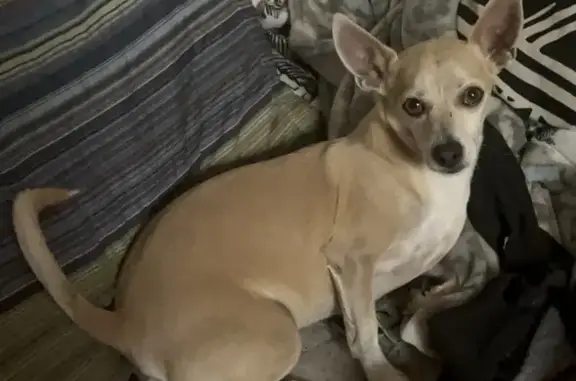 Lost Cream Chihuahua on Burdick Dr, SA