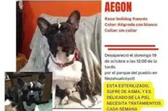 Animales perdidos Ciudad Nezahualcoyotl, foto: Perro Perdido en Neza: Ayuda a Encontrarlo