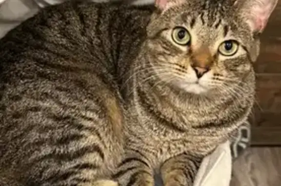 Lost Sweet Cat on White Oak Drive!