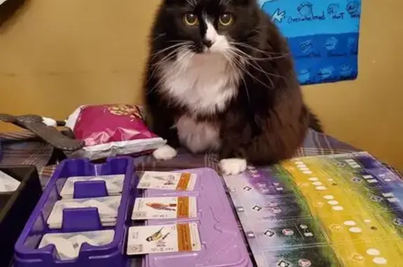 Help Find Our Lost Senior Cat in Columbus