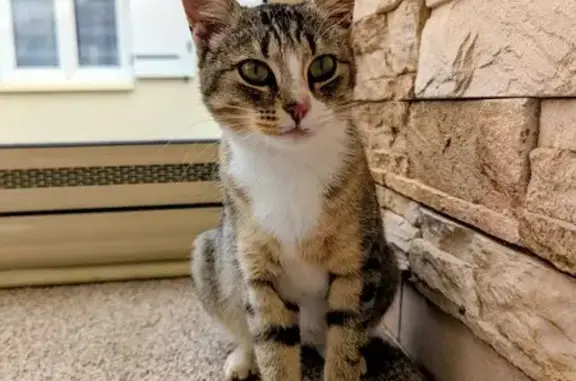 Animaux trouvés Venansault, photo: Jeune chatte tigrée trouvée à Venansault
