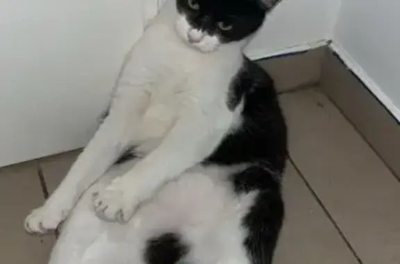 Chatte perdue Lyla, noir et blanc, Lassigny - photo