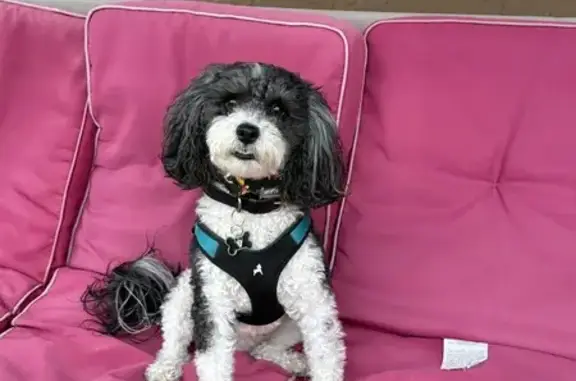 Missing dog El Cajon, photo: Lost Cockapoo on Vista Grande Road