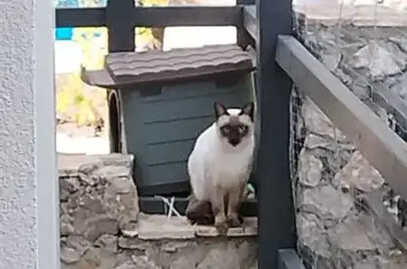 Chat perdu : Yuki, timide et craintif - photo