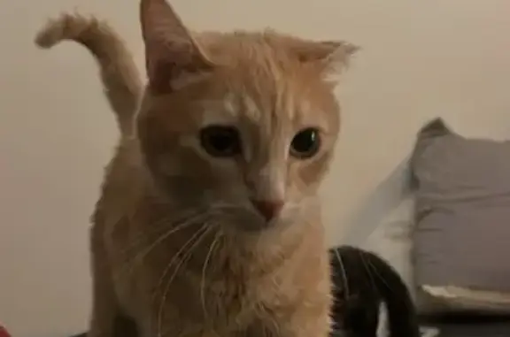 Lost and found pets Gardena, photo: Lost Orange Tabby: Green Eyes, Shriveled Ear